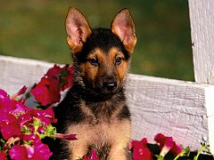 On the Fence, Shepherd Puppy
